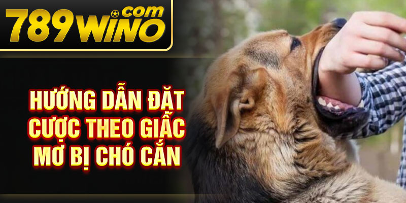 Hướng dẫn đặt cược theo giấc mơ bị chó cắn
